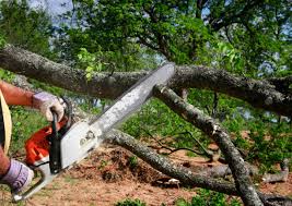 Tree and Shrub Care in Piney Green, NC