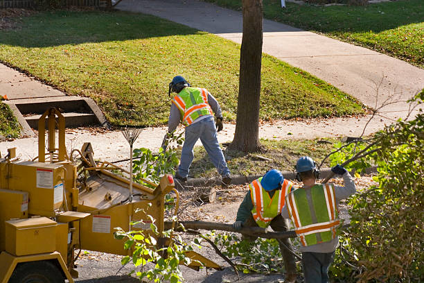 How Our Tree Care Process Works  in Piney Green, NC