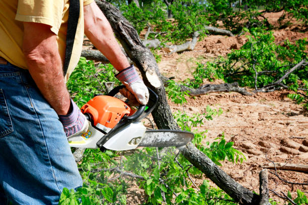 Best Emergency Tree Removal  in Piney Green, NC